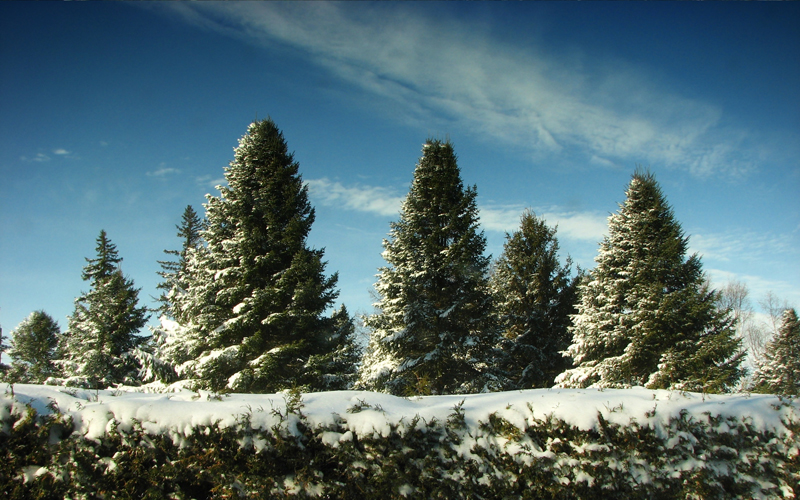 Nature Forest Firs 025273 